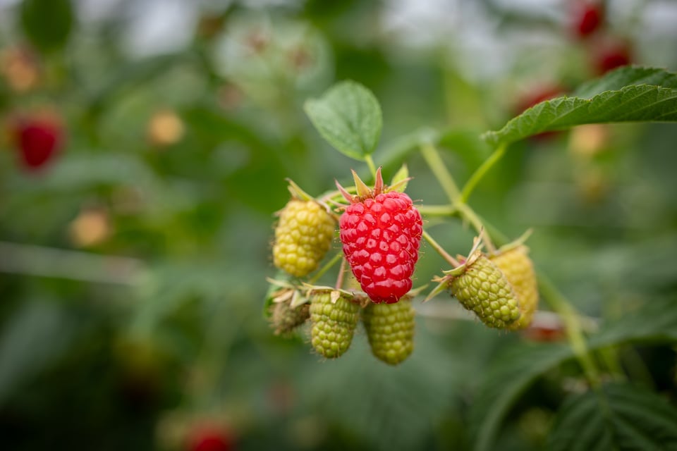 Jonge planten op de kwekerij
